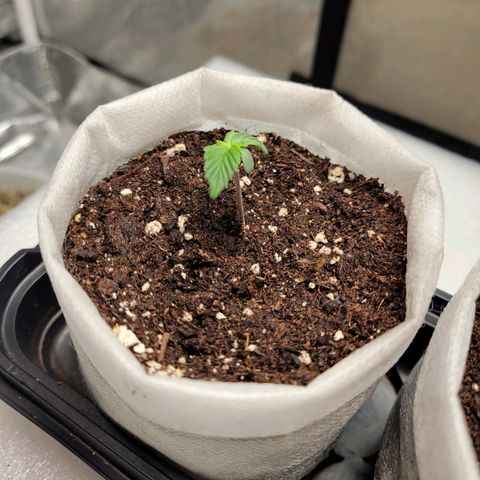 CBD Blueberry growlog photo: Getting its second pair of leaves 