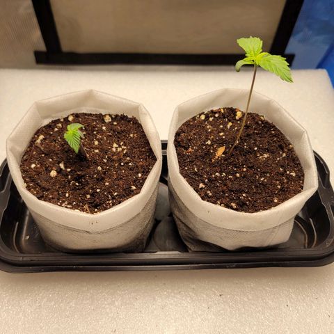 CBD Blueberry growlog photo: Getting its second pair of leaves 