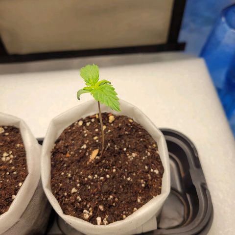 CBD Blueberry growlog photo: Getting its second pair of leaves 