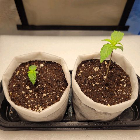 CBD Blueberry growlog photo: Right one is a little top heavy so added a little support till it firms up. 