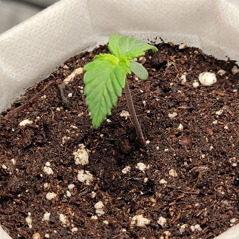CBD Blueberry growlog photo: Right one is a little top heavy so added a little support till it firms up. 