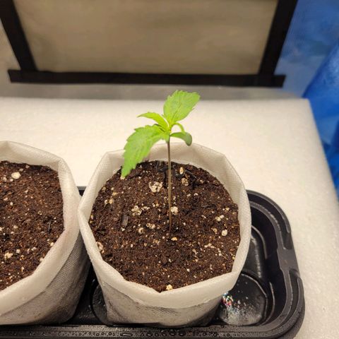 CBD Blueberry growlog timeline photo