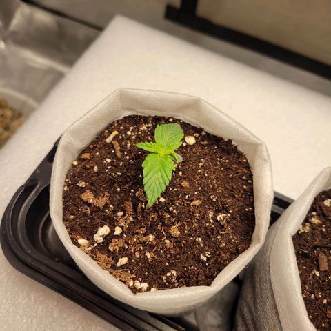 CBD Blueberry growlog timeline photo