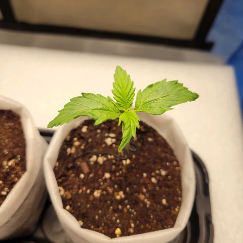 CBD Blueberry growlog timeline photo