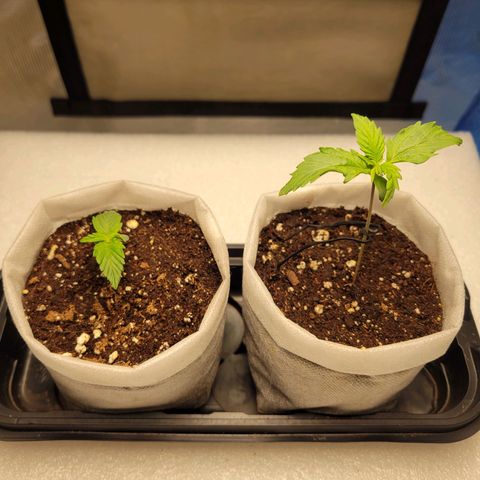 CBD Blueberry growlog timeline photo