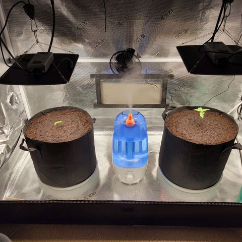 CBD Blueberry growlog photo: Time for transplanting, roots showing though on both even though the left is much smaller. 