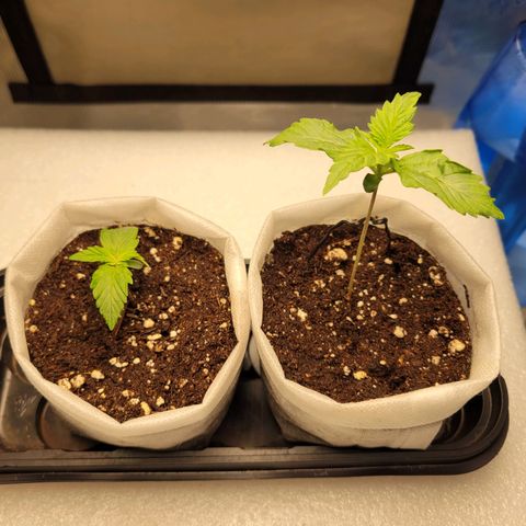CBD Blueberry growlog photo: Time for transplanting, roots showing though on both even though the left is much smaller. 