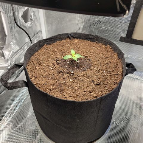CBD Blueberry growlog photo: The smaller "left" has decided to start growing, maybe a little shock from transplanting. 