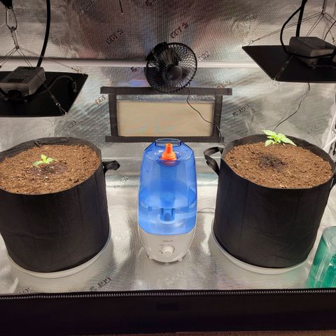 CBD Blueberry growlog photo: The smaller "left" has decided to start growing, maybe a little shock from transplanting. 