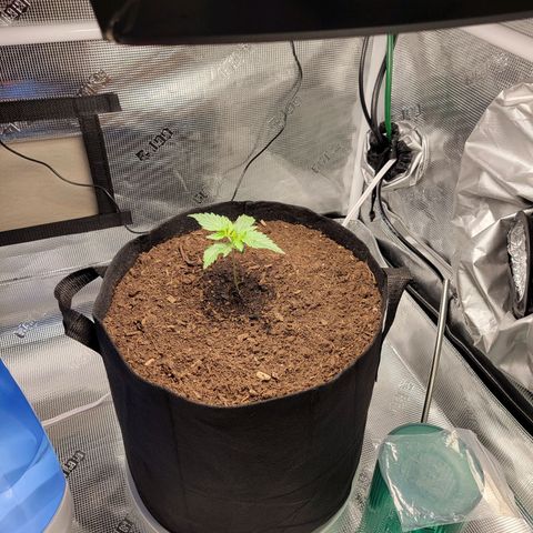 CBD Blueberry growlog photo: The smaller "left" has decided to start growing, maybe a little shock from transplanting. 