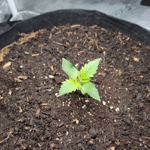 CBD Blueberry growlog timeline photo