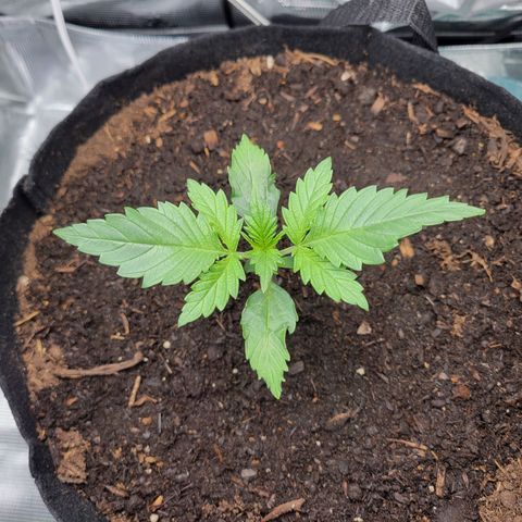 CBD Blueberry growlog timeline photo