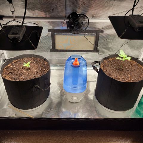 CBD Blueberry growlog timeline photo