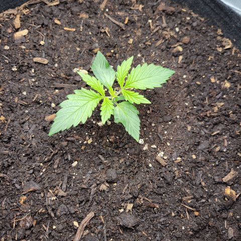 CBD Blueberry growlog timeline photo