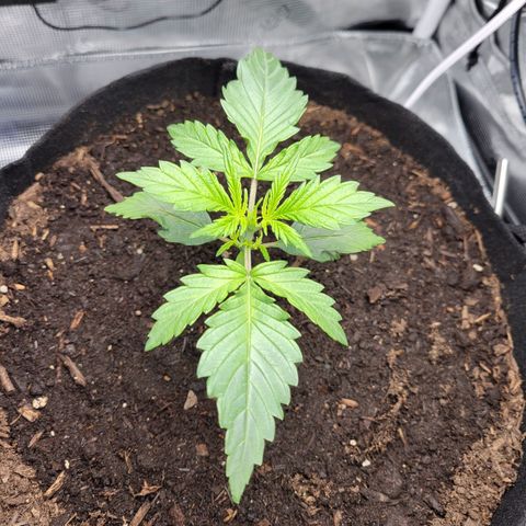CBD Blueberry growlog timeline photo