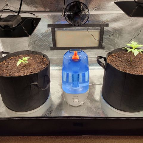 CBD Blueberry growlog timeline photo