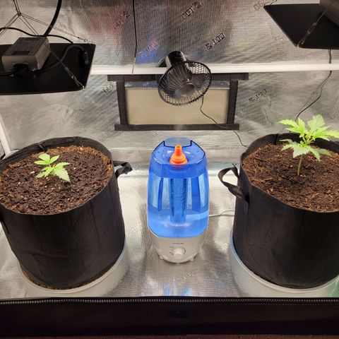 CBD Blueberry growlog timeline photo