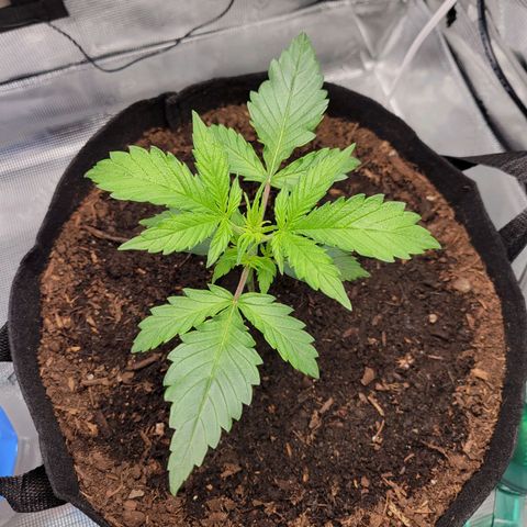 CBD Blueberry growlog timeline photo