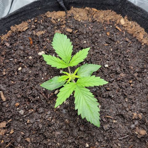 CBD Blueberry growlog timeline photo