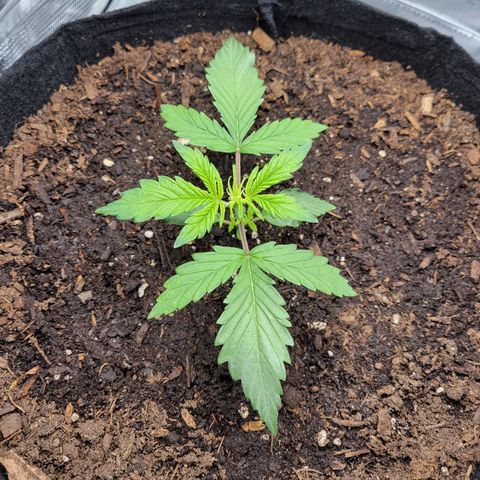 CBD Blueberry growlog timeline photo