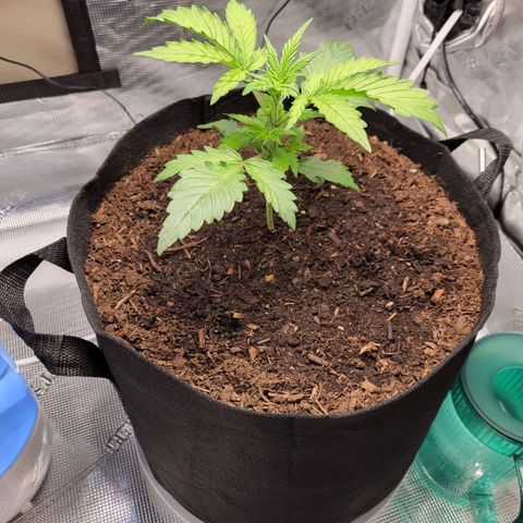 CBD Blueberry growlog timeline photo