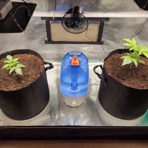 CBD Blueberry growlog timeline photo