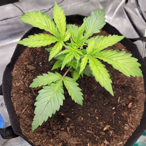 CBD Blueberry growlog timeline photo