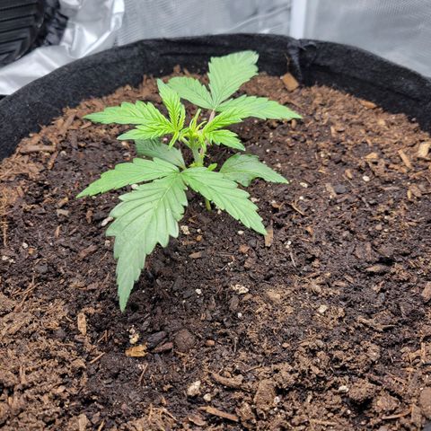 CBD Blueberry growlog timeline photo