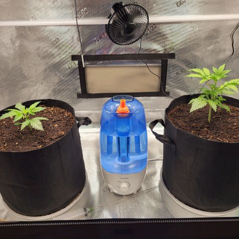 CBD Blueberry growlog timeline photo