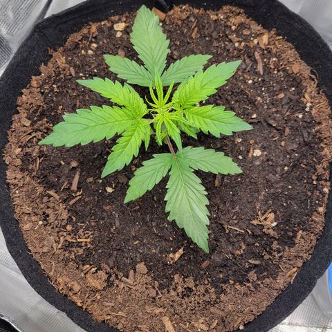 CBD Blueberry growlog timeline photo