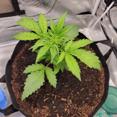 CBD Blueberry growlog timeline photo