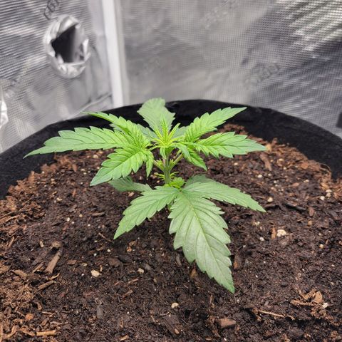 CBD Blueberry growlog timeline photo