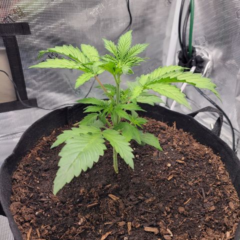 CBD Blueberry growlog timeline photo