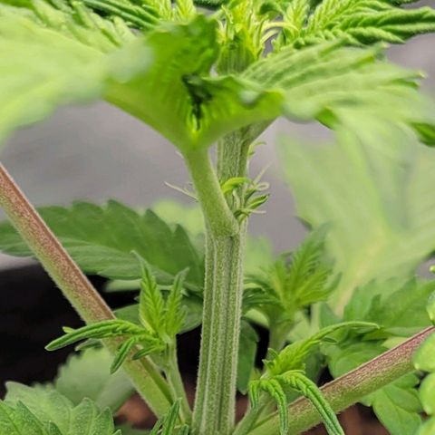 CBD Blueberry growlog photo: The right is already showing pre flower, it's definitely a female. 