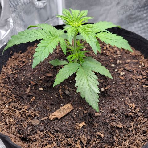 CBD Blueberry growlog timeline photo