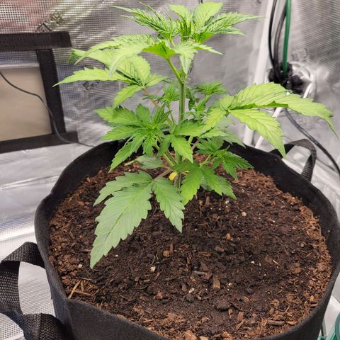 CBD Blueberry growlog timeline photo
