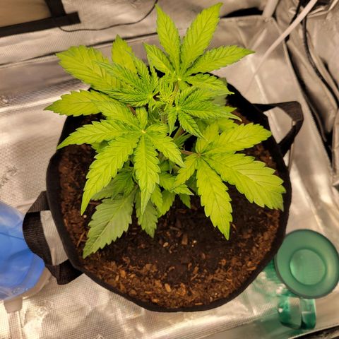 CBD Blueberry growlog timeline photo
