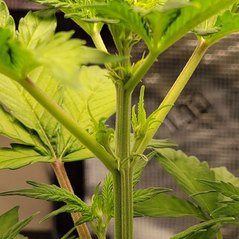 CBD Blueberry growlog timeline photo