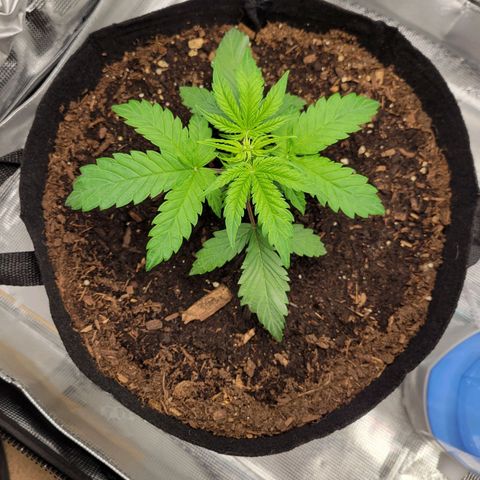 CBD Blueberry growlog timeline photo