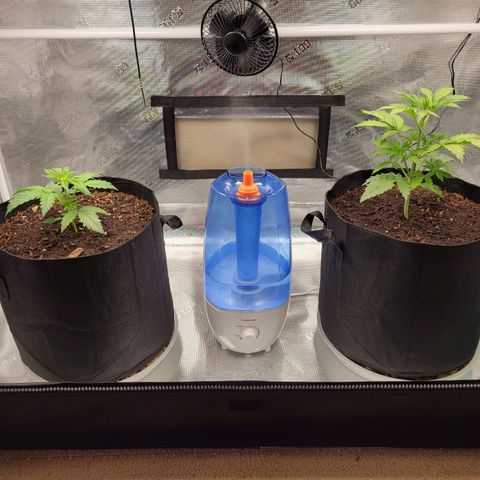CBD Blueberry growlog timeline photo