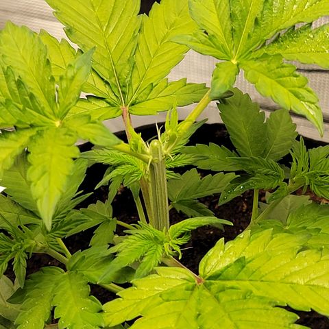 CBD Blueberry growlog photo: Topped