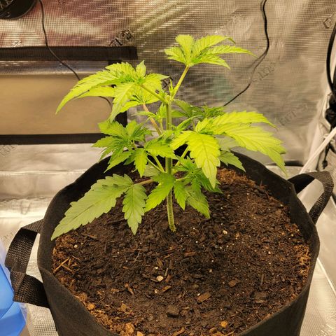CBD Blueberry growlog photo: Topped