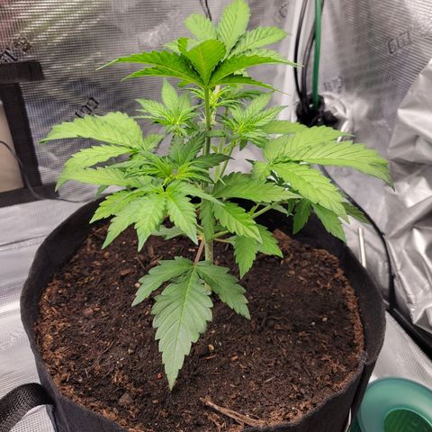 CBD Blueberry growlog timeline photo