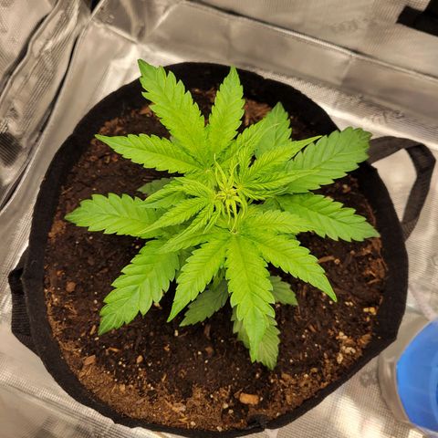 CBD Blueberry growlog timeline photo