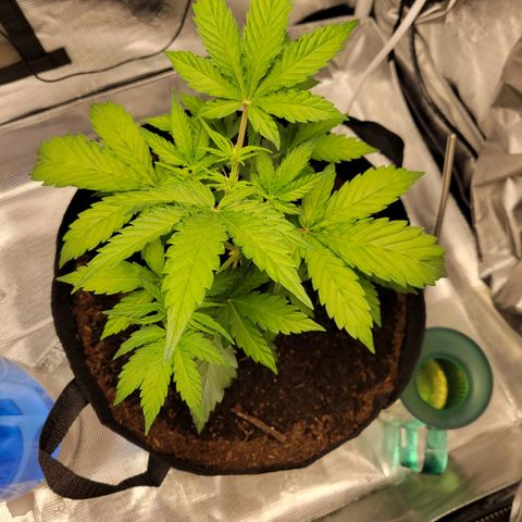 CBD Blueberry growlog timeline photo