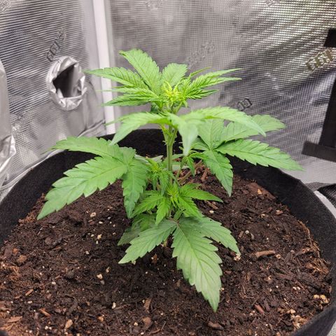 CBD Blueberry growlog timeline photo