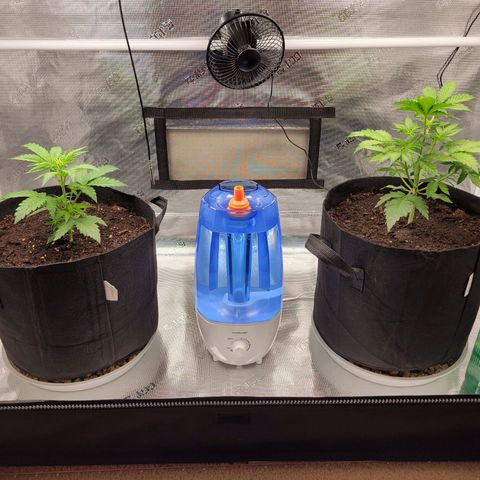 CBD Blueberry growlog timeline photo