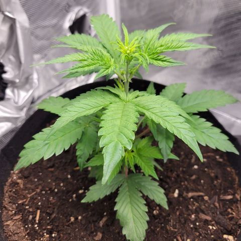 CBD Blueberry growlog timeline photo
