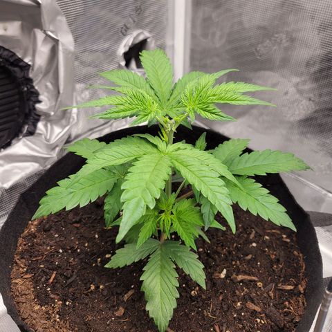 CBD Blueberry growlog timeline photo