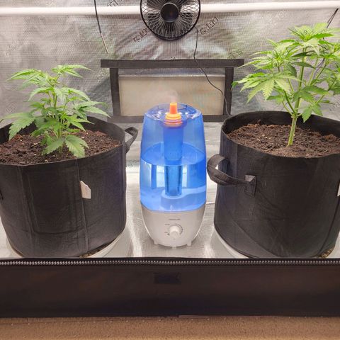 CBD Blueberry growlog timeline photo